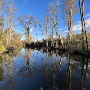 Photo #20 of SOLD property in 234 Burnt Mill Road, Edenton, NC 24.6 acres