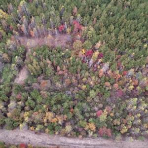 Photo #9 of SOLD property in Off Beamon Hunt Road, Warrenton, NC 11.0 acres