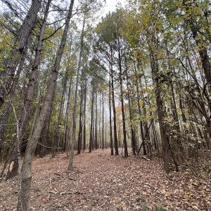 Photo #17 of SOLD property in Off Beamon Hunt Road, Warrenton, NC 11.0 acres
