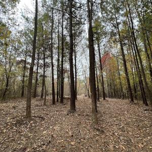 Photo #18 of SOLD property in Off Beamon Hunt Road, Warrenton, NC 11.0 acres