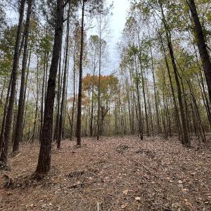 Photo #19 of SOLD property in Off Beamon Hunt Road, Warrenton, NC 11.0 acres