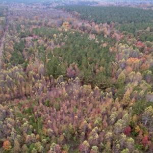 Photo #3 of SOLD property in Off Beamon Hunt Road, Warrenton, NC 11.0 acres