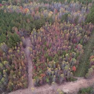 Photo #4 of SOLD property in Off Beamon Hunt Road, Warrenton, NC 11.0 acres