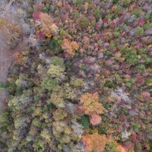 Photo #5 of SOLD property in Off Beamon Hunt Road, Warrenton, NC 11.0 acres