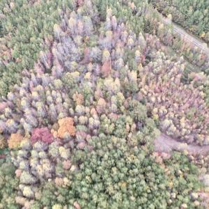 Photo #7 of SOLD property in Off Beamon Hunt Road, Warrenton, NC 11.0 acres