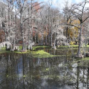 Photo #7 of SOLD property in 1629 Virginia Road, Edenton, NC 50.0 acres
