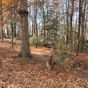 Photo #25 of SOLD property in 1629 Virginia Road, Edenton, NC 50.0 acres