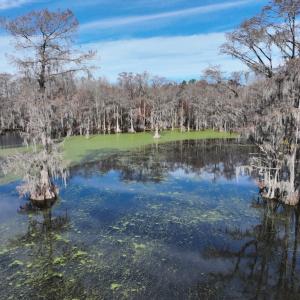 Photo #8 of SOLD property in 1629 Virginia Road, Edenton, NC 50.0 acres