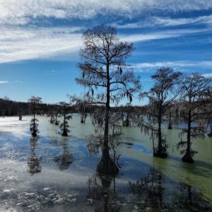 Photo #9 of SOLD property in 1629 Virginia Road, Edenton, NC 50.0 acres