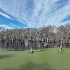Photo #10 of SOLD property in 1629 Virginia Road, Edenton, NC 50.0 acres