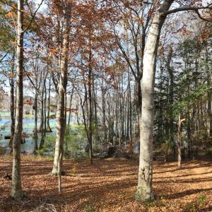 Photo #23 of SOLD property in 1629 Virginia Road, Edenton, NC 50.0 acres