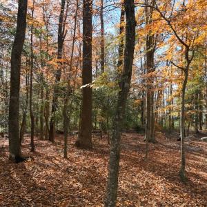 Photo #24 of SOLD property in 1629 Virginia Road, Edenton, NC 50.0 acres