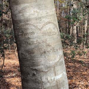 Photo #30 of SOLD property in 1629 Virginia Road, Edenton, NC 50.0 acres