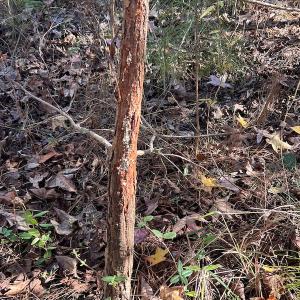 Photo #32 of SOLD property in 1629 Virginia Road, Edenton, NC 50.0 acres