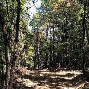 Photo #7 of NC 87 Highway East, Elizabethtown, NC 140.0 acres
