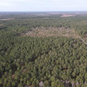 Photo #4 of SOLD property in Off Twisted Hickory Road, Bladenboro, NC 97.3 acres