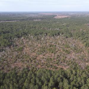 Photo #5 of SOLD property in Off Twisted Hickory Road, Bladenboro, NC 97.3 acres