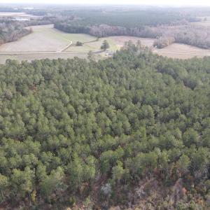 Photo #7 of SOLD property in Off Twisted Hickory Road, Bladenboro, NC 97.3 acres
