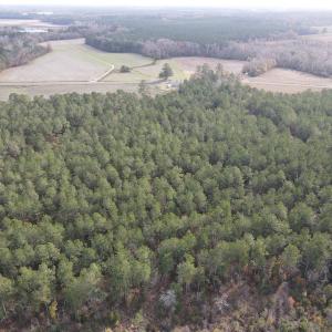 Photo #7 of SOLD property in Off Twisted Hickory Road, Bladenboro, NC 97.3 acres