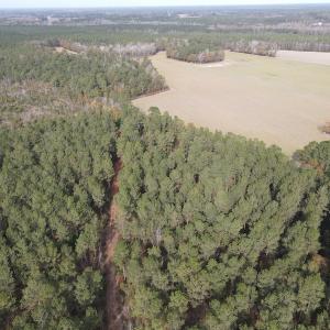 Photo #10 of SOLD property in Off Twisted Hickory Road, Bladenboro, NC 97.3 acres