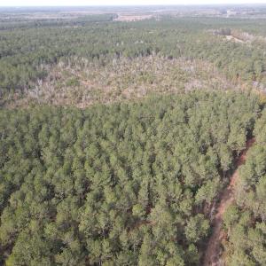 Photo #11 of SOLD property in Off Twisted Hickory Road, Bladenboro, NC 97.3 acres