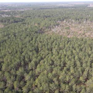 Photo #12 of SOLD property in Off Twisted Hickory Road, Bladenboro, NC 97.3 acres
