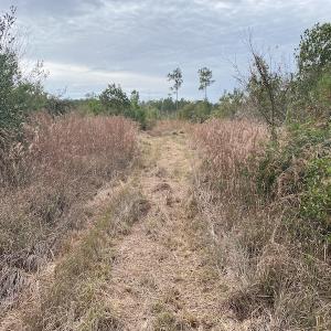 Photo #14 of SOLD property in Off Twisted Hickory Road, Bladenboro, NC 97.3 acres