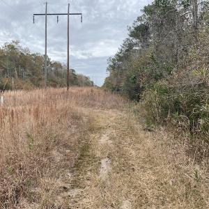 Photo #18 of SOLD property in Off Twisted Hickory Road, Bladenboro, NC 97.3 acres