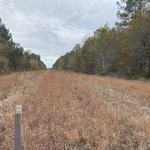 Photo #19 of SOLD property in Off Twisted Hickory Road, Bladenboro, NC 97.3 acres