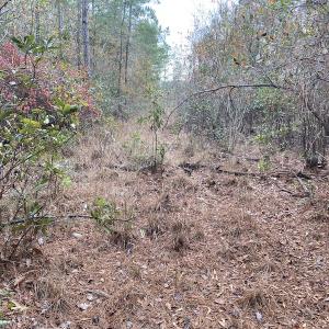 Photo #20 of SOLD property in Off Twisted Hickory Road, Bladenboro, NC 97.3 acres