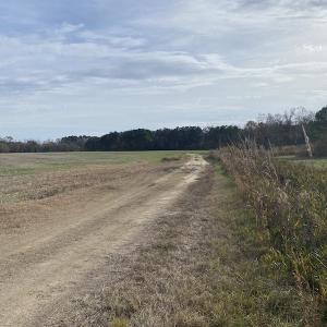 Photo #23 of SOLD property in Off Twisted Hickory Road, Bladenboro, NC 97.3 acres