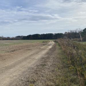 Photo #23 of SOLD property in Off Twisted Hickory Road, Bladenboro, NC 97.3 acres