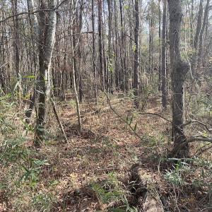 Photo #27 of SOLD property in Off Twisted Hickory Road, Bladenboro, NC 97.3 acres