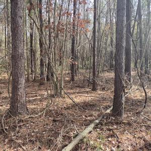 Photo #29 of SOLD property in Off Twisted Hickory Road, Bladenboro, NC 97.3 acres