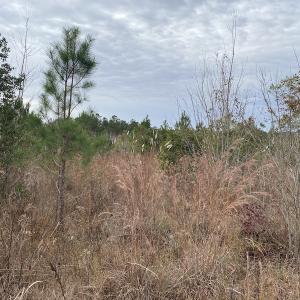 Photo #15 of SOLD property in Off Twisted Hickory Road, Bladenboro, NC 97.3 acres