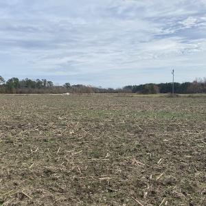 Photo #42 of SOLD property in Off Twisted Hickory Road, Bladenboro, NC 97.3 acres