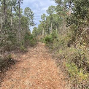 Photo #43 of SOLD property in Off Twisted Hickory Road, Bladenboro, NC 97.3 acres