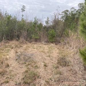 Photo #16 of SOLD property in Off Twisted Hickory Road, Bladenboro, NC 97.3 acres