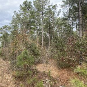 Photo #44 of SOLD property in Off Twisted Hickory Road, Bladenboro, NC 97.3 acres