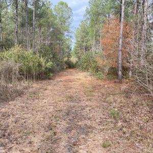 Photo #45 of SOLD property in Off Twisted Hickory Road, Bladenboro, NC 97.3 acres