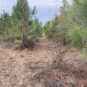 Photo #46 of SOLD property in Off Twisted Hickory Road, Bladenboro, NC 97.3 acres