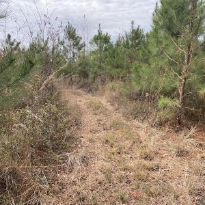 Photo #47 of SOLD property in Off Twisted Hickory Road, Bladenboro, NC 97.3 acres