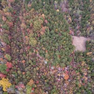Photo #9 of SOLD property in Off Beamon Hunt Road, Warrenton, NC 10.9 acres