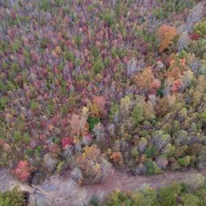 Photo #10 of SOLD property in Off Beamon Hunt Road, Warrenton, NC 10.9 acres