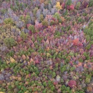 Photo #11 of SOLD property in Off Beamon Hunt Road, Warrenton, NC 10.9 acres