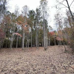 Photo #15 of SOLD property in Off Beamon Hunt Road, Warrenton, NC 10.9 acres