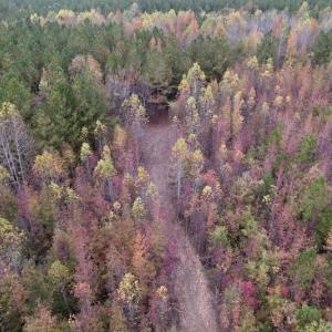 Photo #4 of SOLD property in Off Beamon Hunt Road, Warrenton, NC 10.9 acres