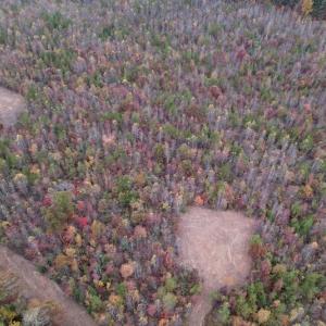 Photo #5 of SOLD property in Off Beamon Hunt Road, Warrenton, NC 10.9 acres