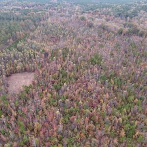 Photo #10 of SOLD property in Off Beamon Hunt Road, Warrenton, NC 16.0 acres