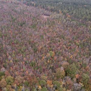 Photo #12 of SOLD property in Off Beamon Hunt Road, Warrenton, NC 16.0 acres